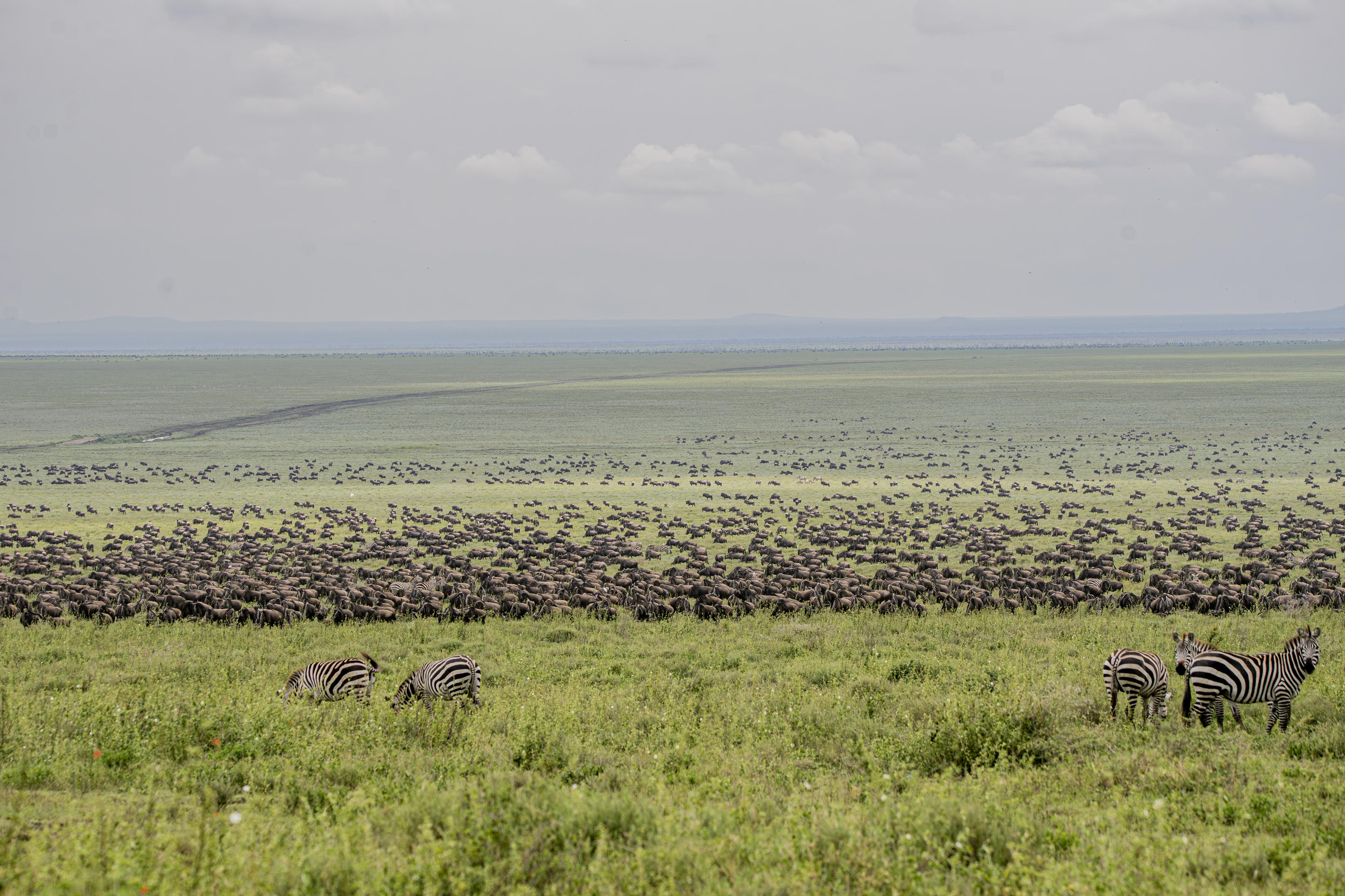 Wildebeest moving across the Serengeti horizon